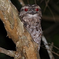Papuan Frogmouth<br />Canon EOS 7D + EF400 F5.6L + SPEEDLITE 580EXII + Better Beamer